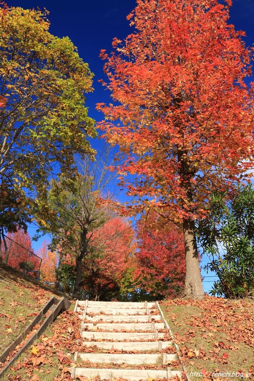 青空に映えるプラタナスの紅葉 Good Luck 青空に映えるプラタナスの紅葉 Good Luck