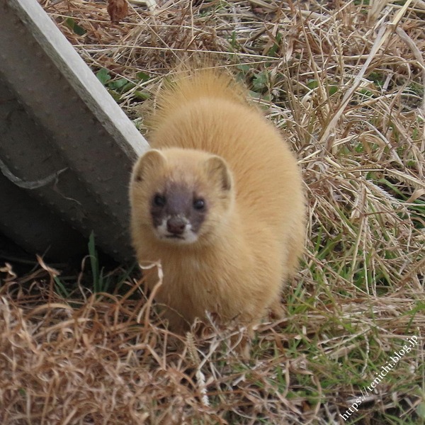 イタチ : GOOD LUCK