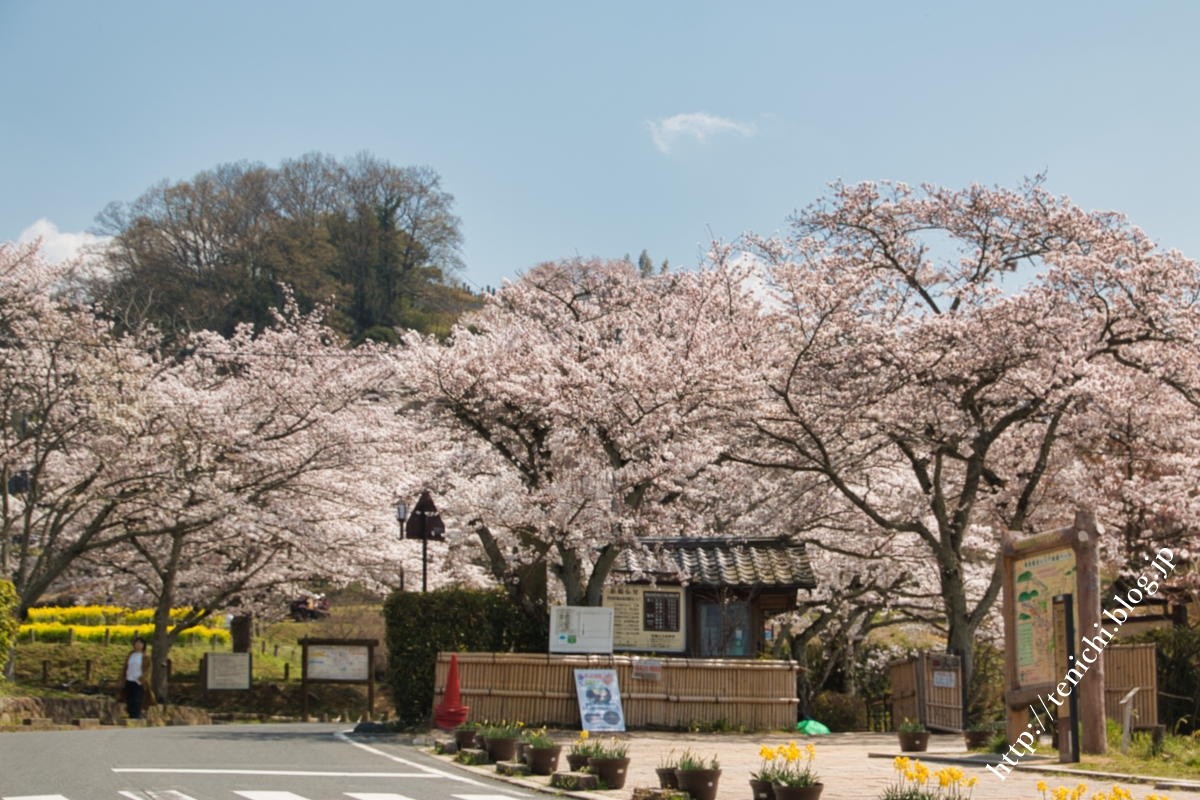 石舞台古墳の桜 Good Luck 石舞台古墳の桜 Good Luck