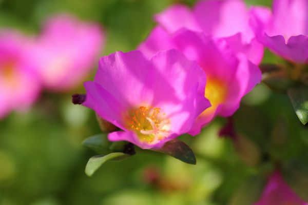 09_10_04ポーチュラカ