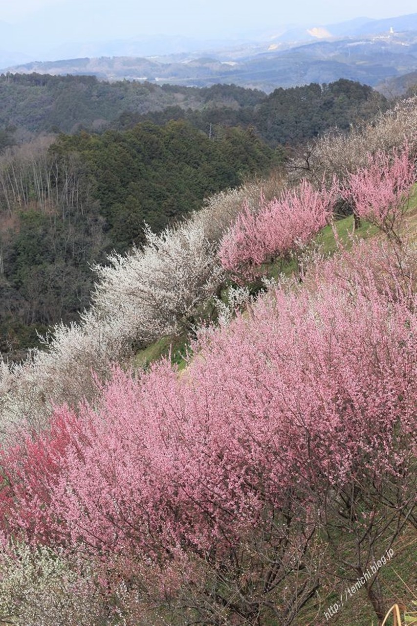 広橋梅林 Good Luck