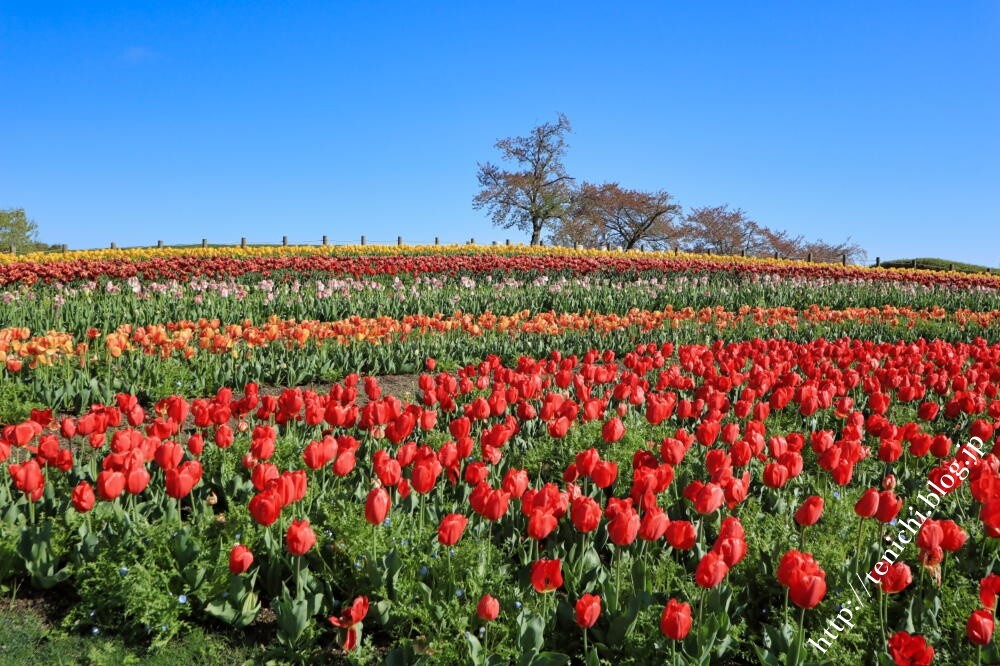 馬見丘陵公園のチューリップ Good Luck