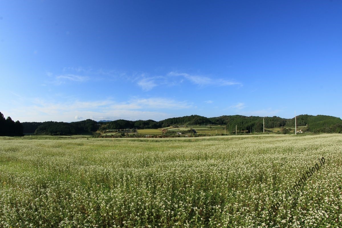 笠の蕎麦の花 Good Luck