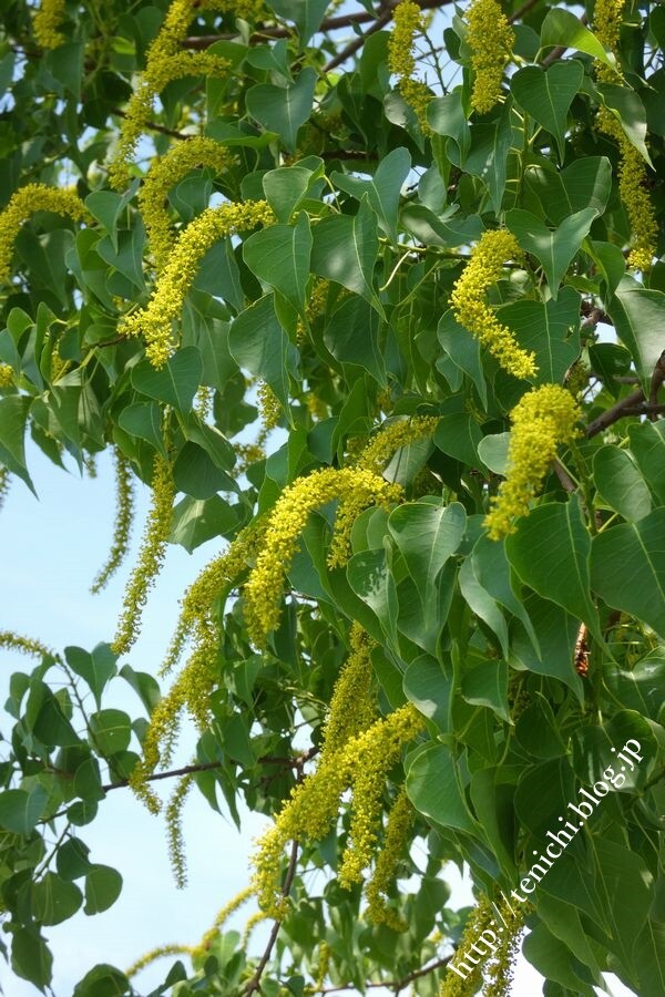ナンキンハゼの花 Good Luck