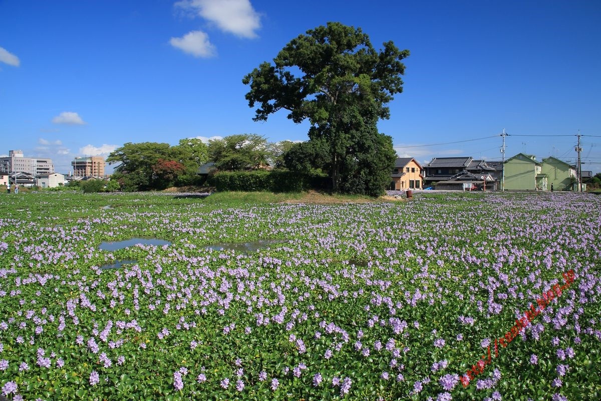 本薬師寺跡のホテイアオイ Good Luck
