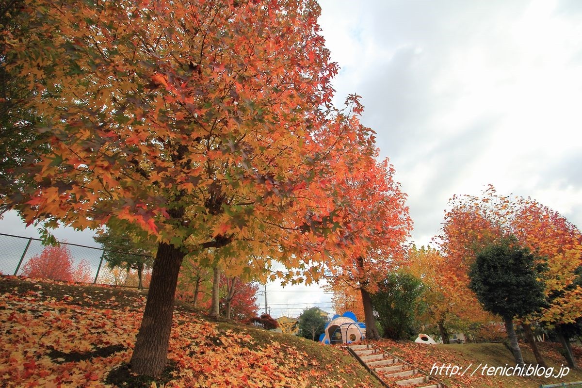 榛原あかね公園の紅葉 Good Luck