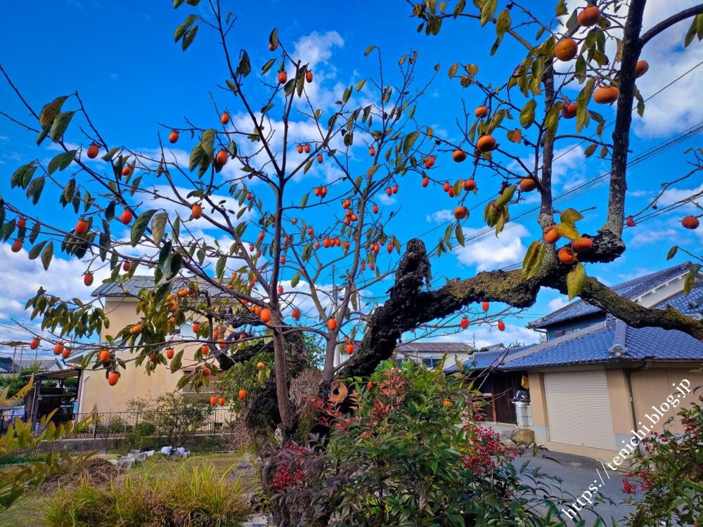 1本の柿の木に2種類の実 : GOOD LUCK