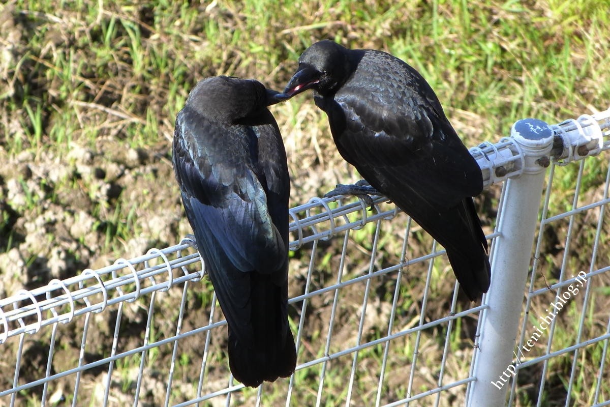 カラスの行動 Good Luck カラスの行動 Good Luck