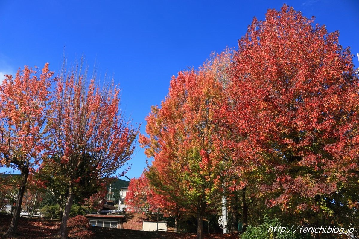 青空に映えるプラタナスの紅葉 Good Luck 青空に映えるプラタナスの紅葉 Good Luck