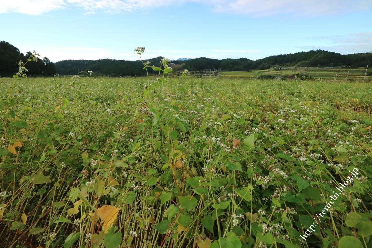 蕎麦の花は終わってた Good Luck