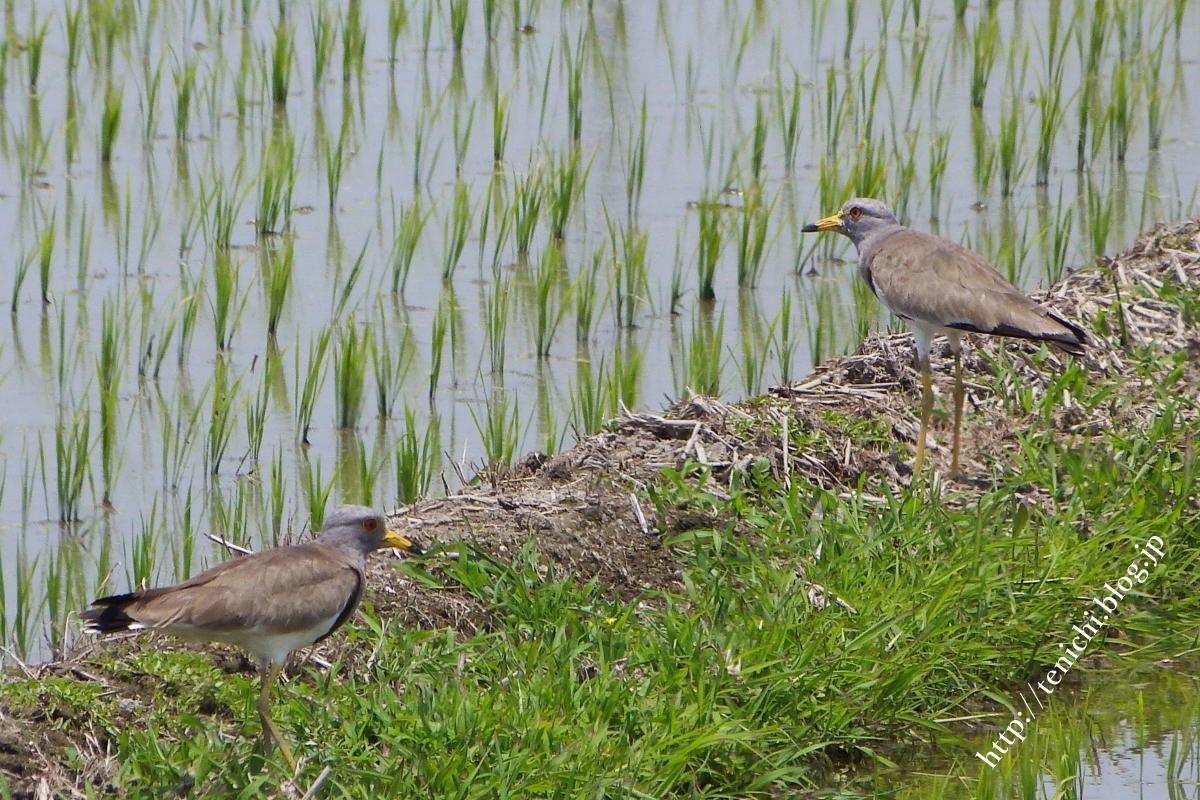 ケリの威嚇行動 Good Luck