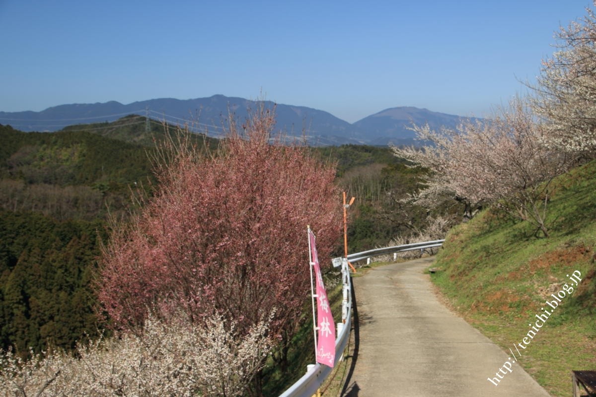 広橋梅林も見頃でした Good Luck 広橋梅林も見頃でした Good Luck