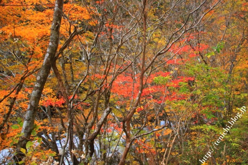 R309行者還トンネルを抜けて天川村の紅葉 Good Luck
