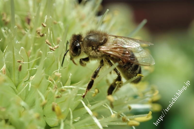ネギ坊主の蜜を吸う蜂 Good Luck