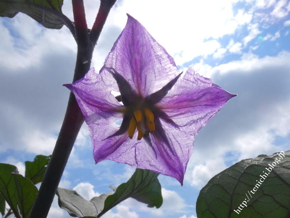 茄子の花 Good Luck