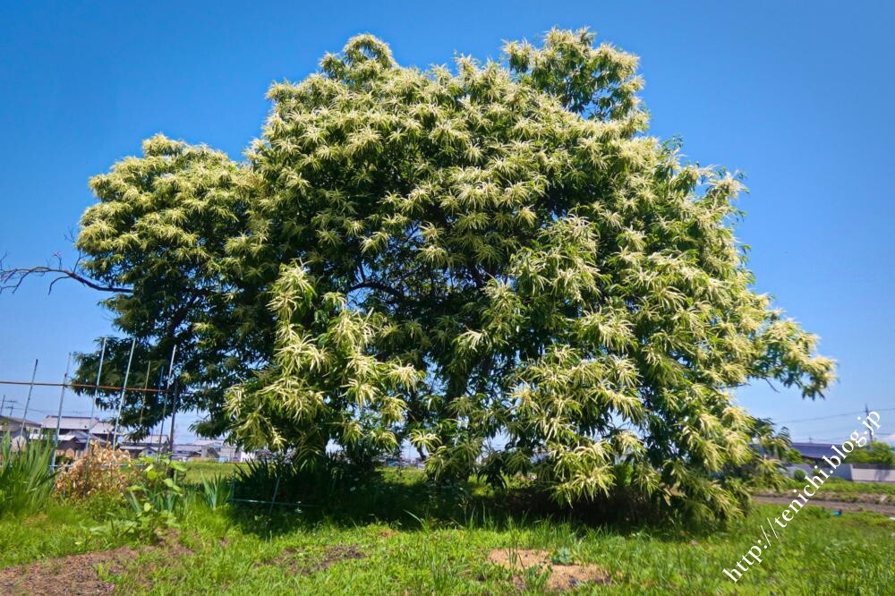 栗の花が咲いた Good Luck 栗の花が咲いた Good Luck