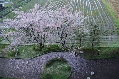 03裏の桜