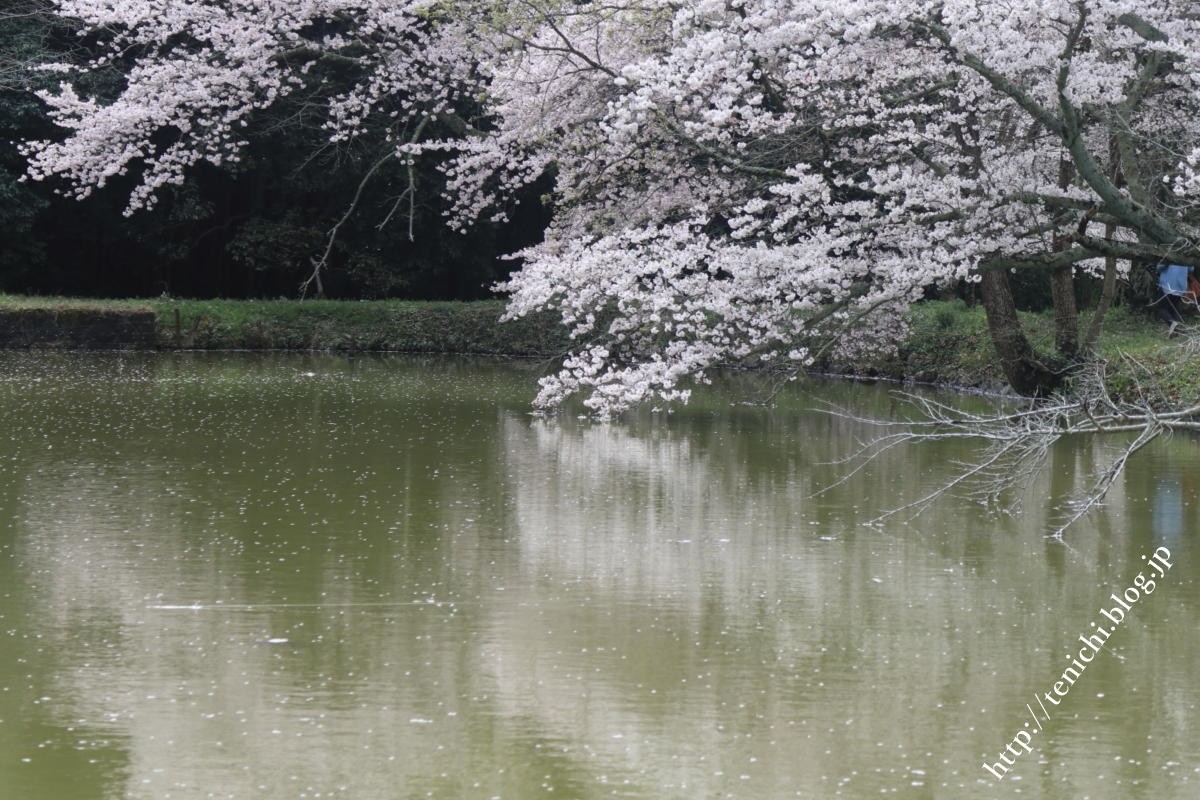 内山永久寺跡の花筏と花吹雪 Good Luck 内山永久寺跡の花筏と花吹雪 Good Luck