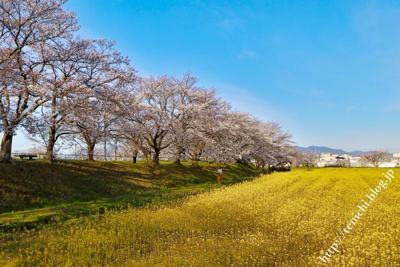 藤原宮跡醍醐池の桜と菜の花 Good Luck 藤原宮跡醍醐池の桜と菜の花 Good Luck