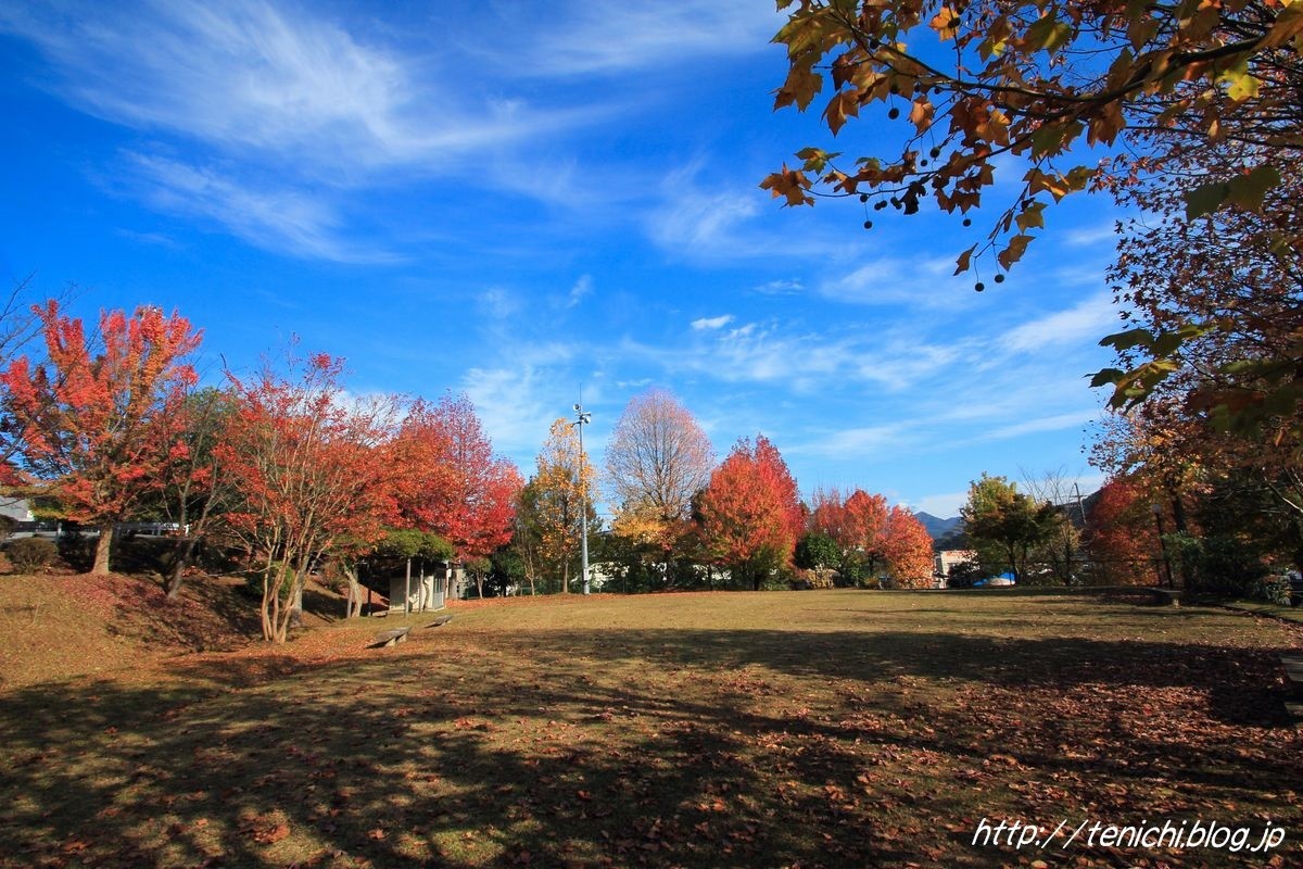 青空に映えるプラタナスの紅葉 Good Luck 青空に映えるプラタナスの紅葉 Good Luck