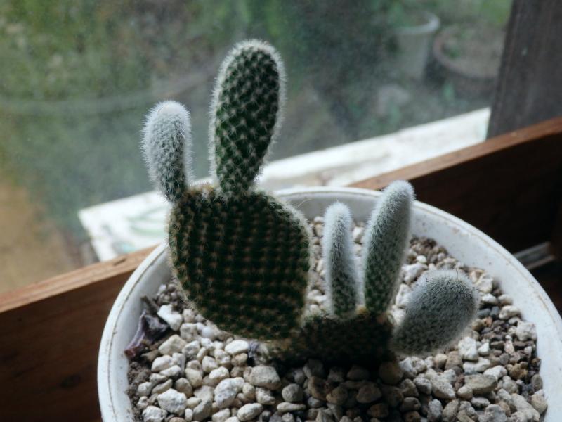 縁側のいろいろ 白桃扇 月兎耳 朧月 爪蓮華 Satoshiの何でも写真館