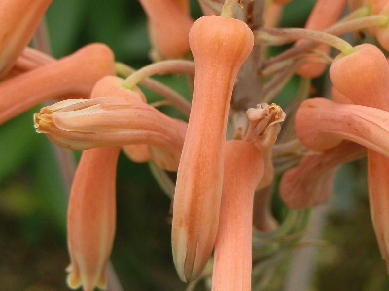 アロエ ギガンチューム Satoshiの何でも写真館 アロエ ギガンチューム Satoshiの何でも写真館