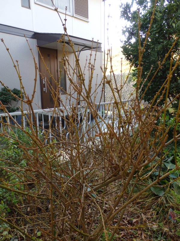 ヒメエニシダ レンギョウ Satoshiの何でも写真館