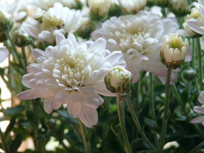 マルチフローラマム Satoshiの何でも写真館