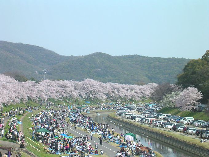 岡山桜カーニバル Satoshiの何でも写真館