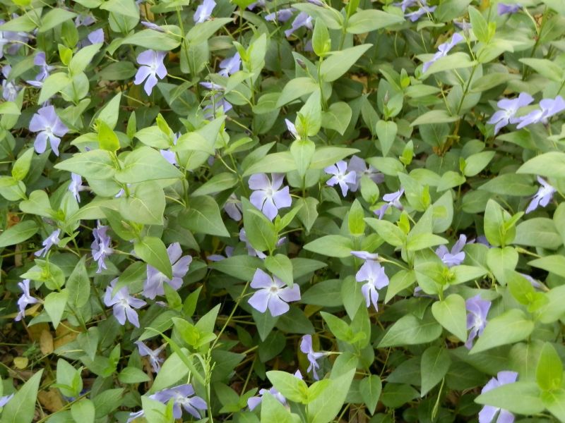 藤色の花 Satoshiの何でも写真館 藤色の花 Satoshiの何でも写真館