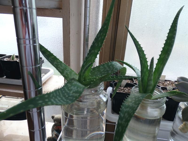 水栽培 Satoshiの何でも写真館