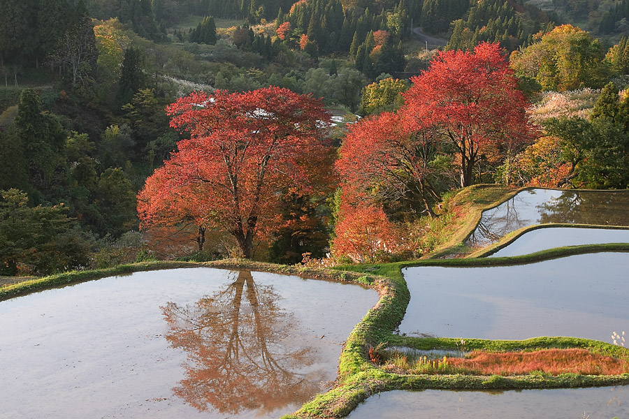 十日町市松代儀明の桜紅葉です ロッヂｍａｉ近況や棚田広がる新潟県魚沼の風景など