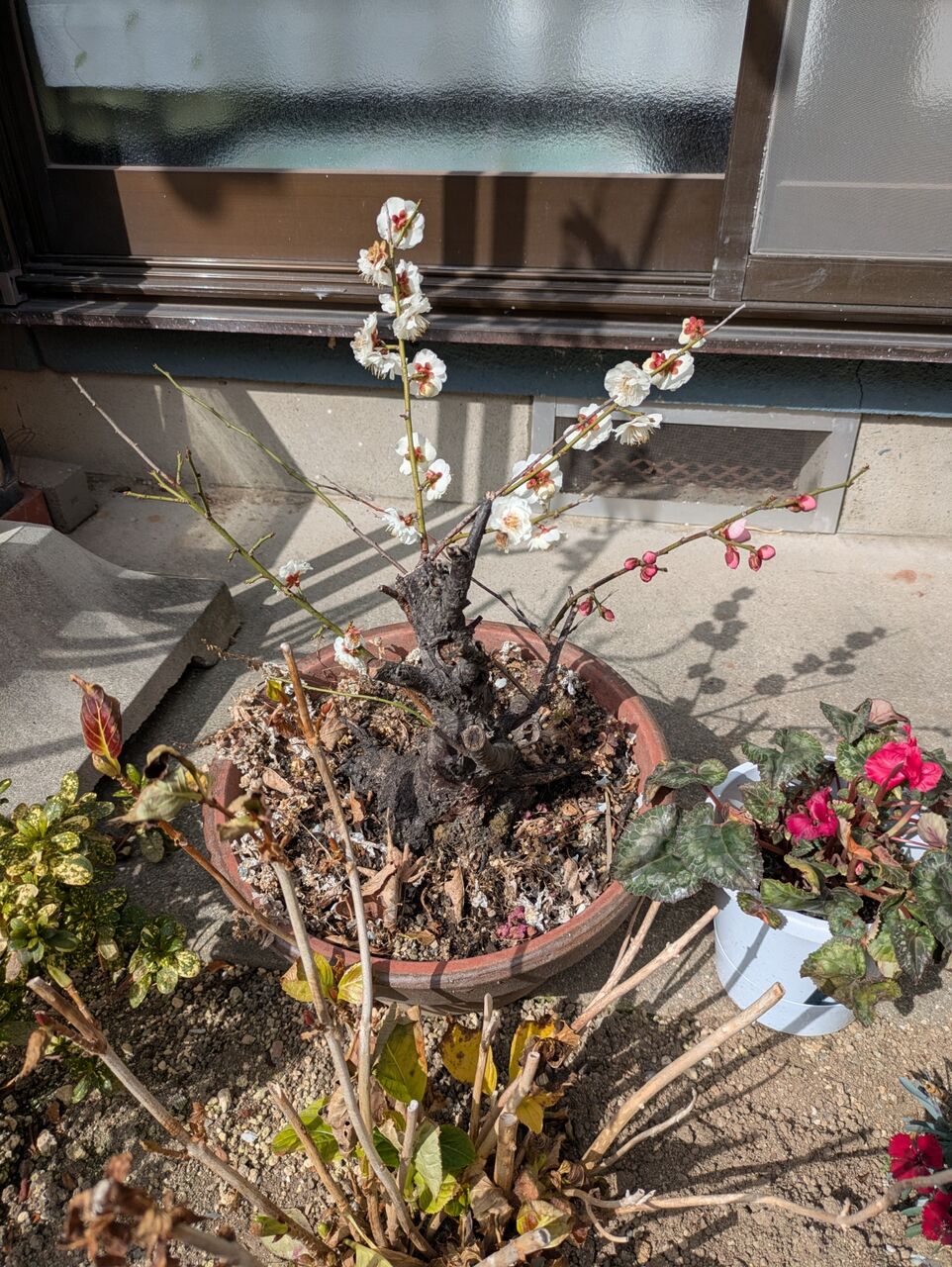 PXL_20260217_024815916