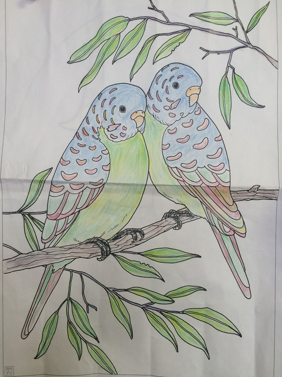 塗り絵 インコ リハビリネクスト文化祭 作品集 塗り絵 インコ リハビリネクスト文化祭 作品集