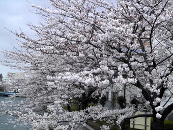 sakura2010030234003