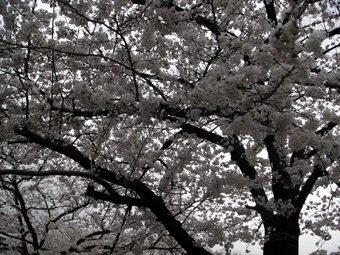 sakura2010030234001