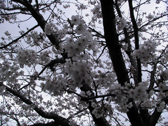 sakura2010030234002