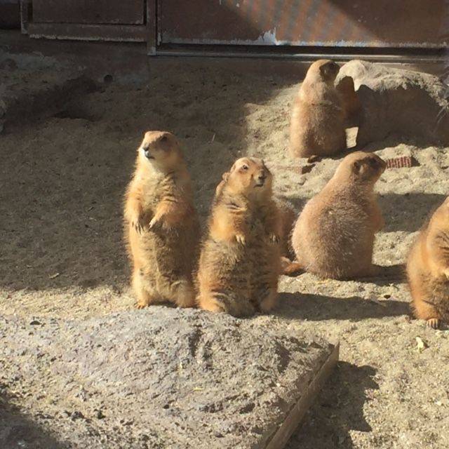 八木山動物園 プレーリードッグ Next Cheer S Blog 八木山動物園 プレーリードッグ Next Cheer S Blog