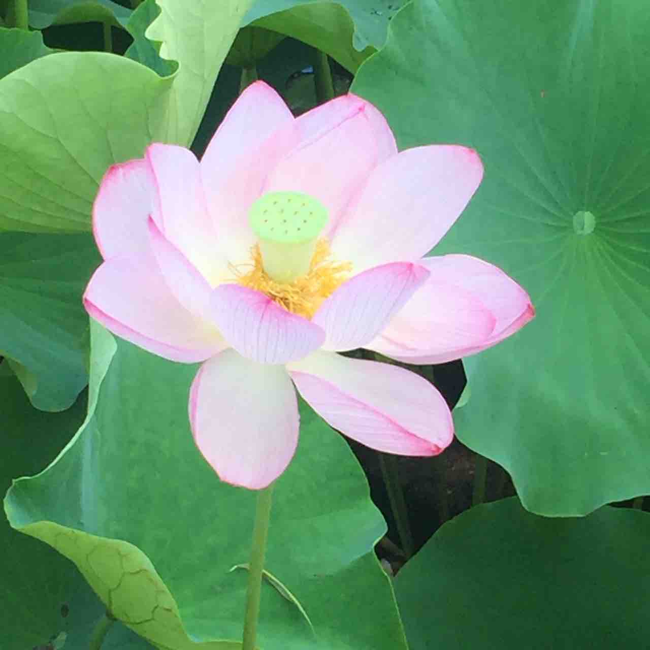 千秋公園で蓮が咲いてました Next Cheer S Blog