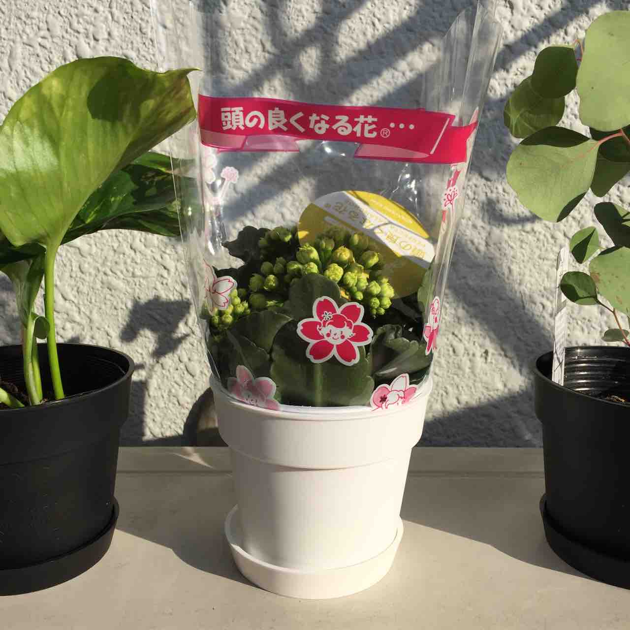 頭の良くなる花 って何 Next Cheer S Blog 頭の良くなる花 って何 Next Cheer S Blog