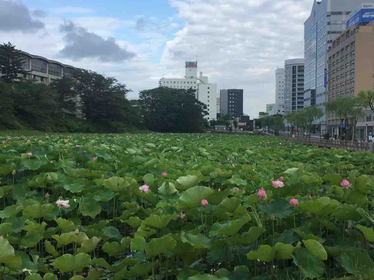 千秋公園で蓮が咲いてました Next Cheer S Blog 千秋公園で蓮が咲いてました Next Cheer S Blog