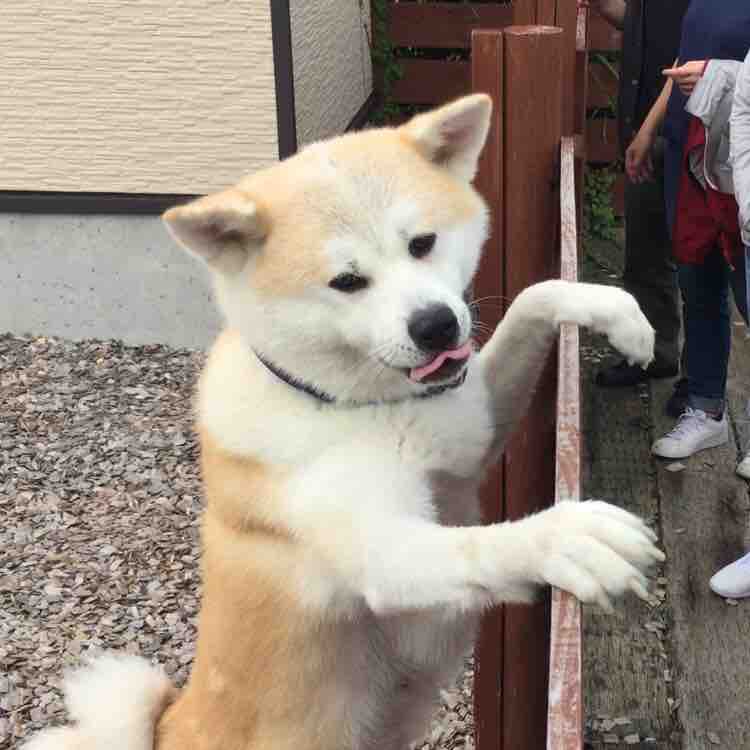 道の駅オガーレのアイドル犬 つばき Next Cheer S Blog