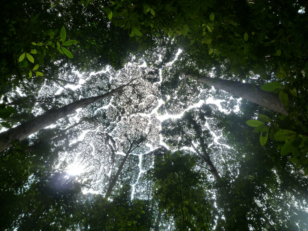 マレーシアの森林研究所 茨城の自然を遊ぶ