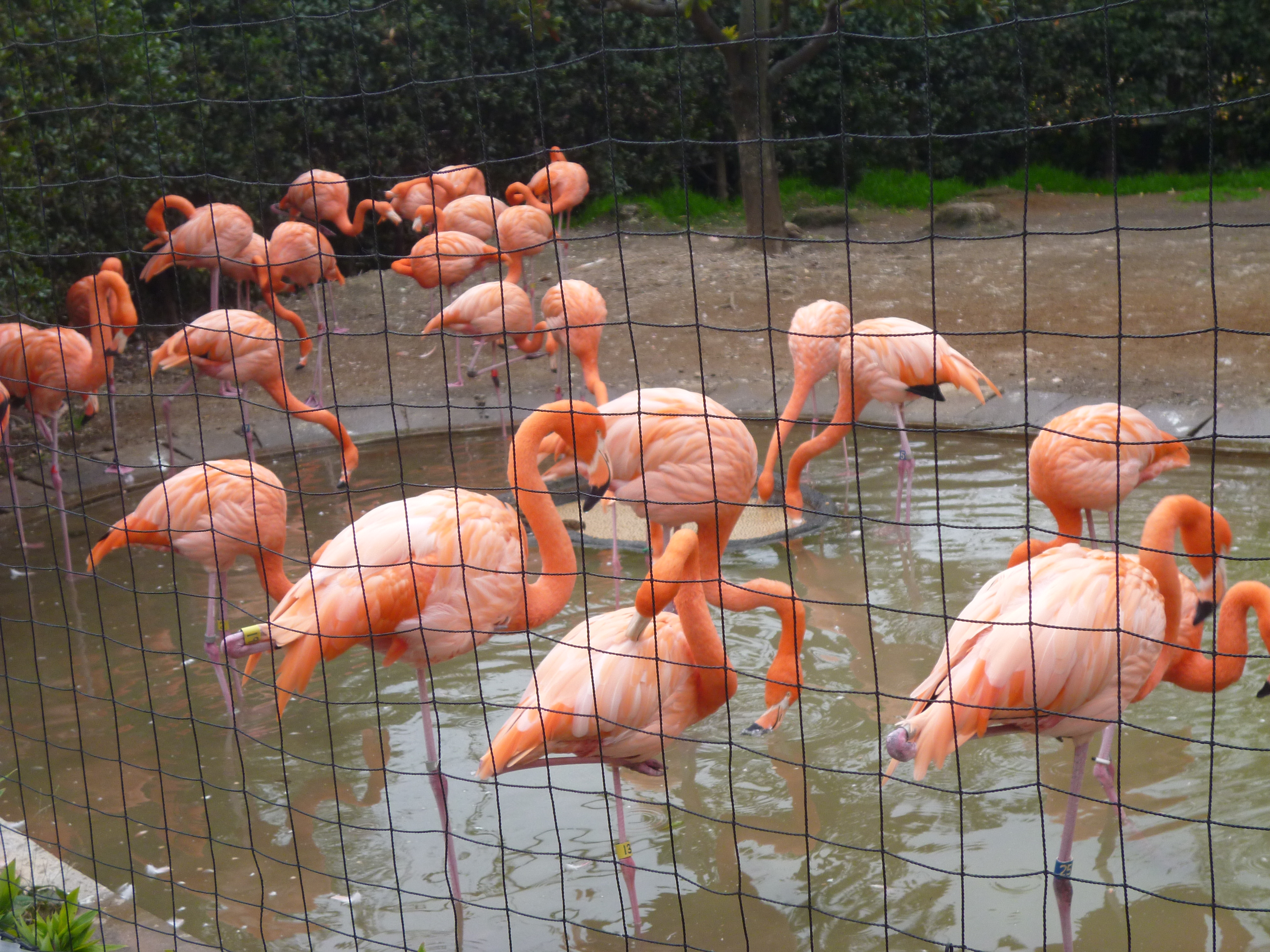 上野動物園に行ってきたでござるッ 神聖ネクストねばあ帝国 The Holy Nextnever Empire
