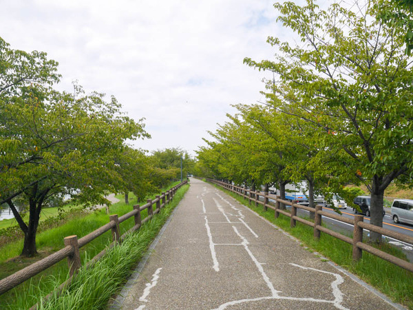 打上川治水緑地 桜並木 2020年9月-5
