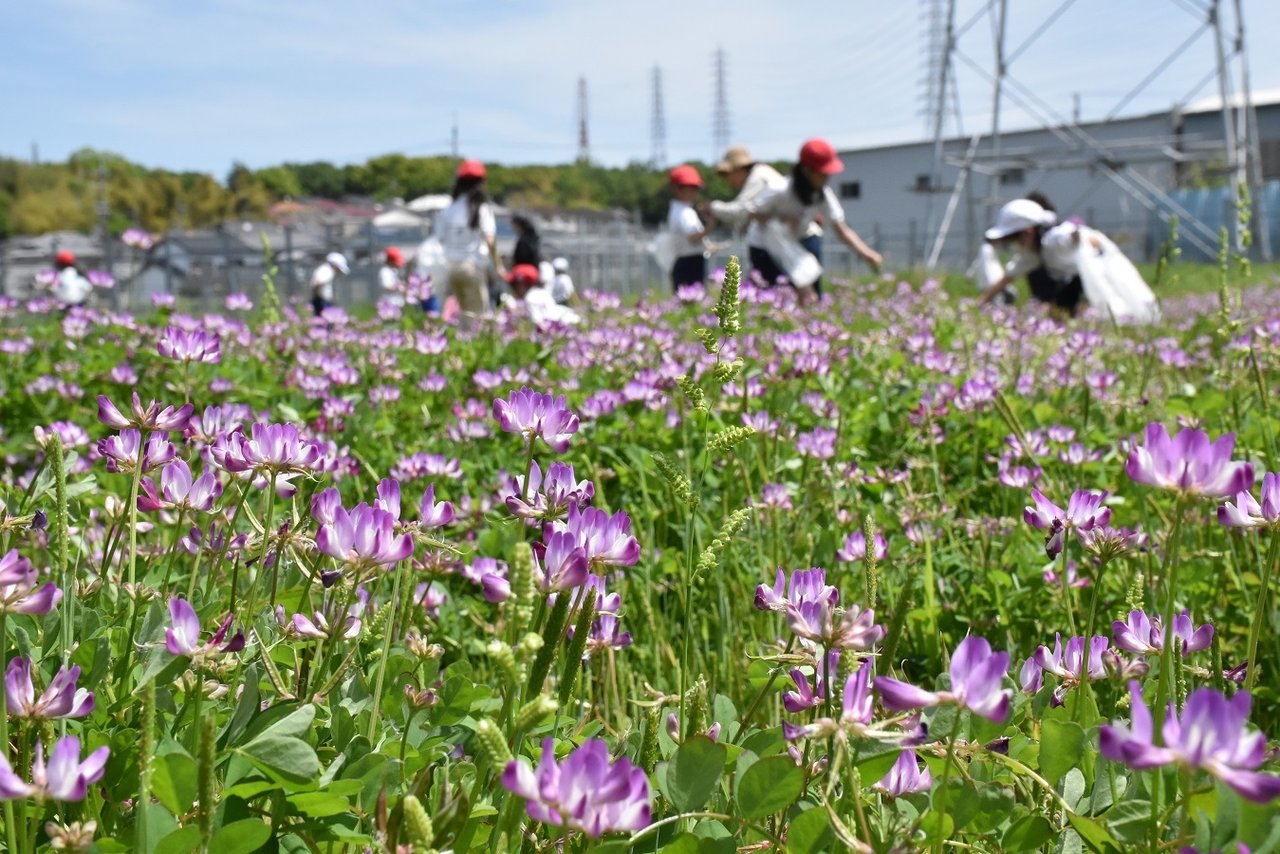 寝屋川市内の田んぼに咲き誇るレンゲの花 高宮の田んぼでは児童による自然観察会が行われたみたい 寝屋川つーしん