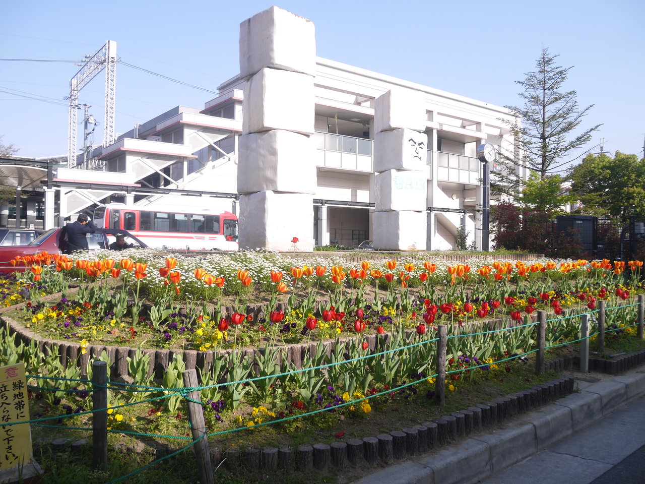 寝屋川つーしん 香里園駅西口のチューリップ15 まもなく見納めか