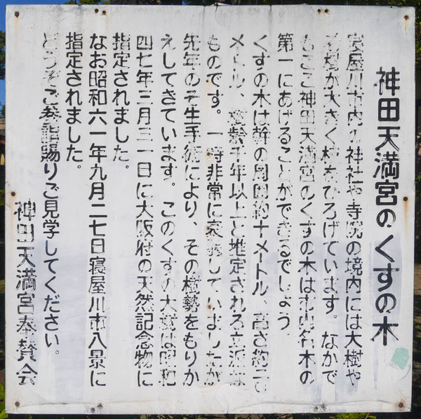 神田天満宮クスノキ2020年10月-13