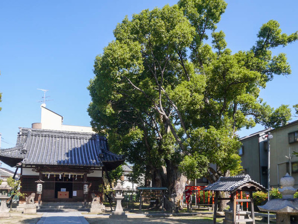 神田天満宮クスノキ2020年10月-15