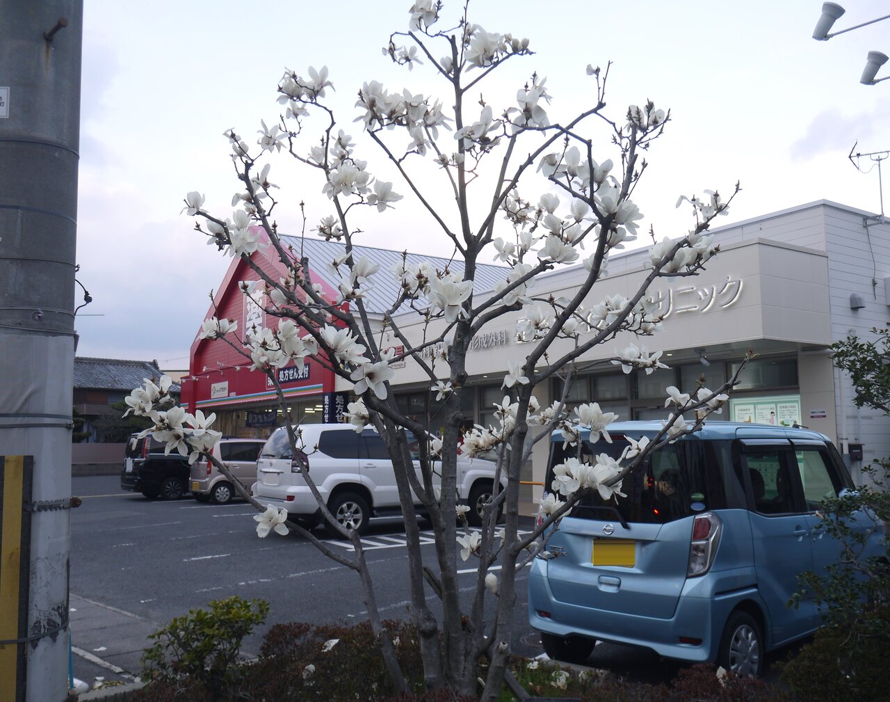 アカカベ木田町店に咲くハクモクレンの花 寝屋川つーしん